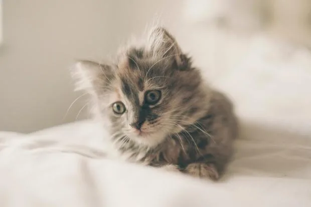 котенок в постели