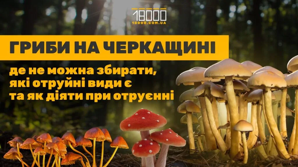Гриби в Черкаській області: де ростуть та які збирати