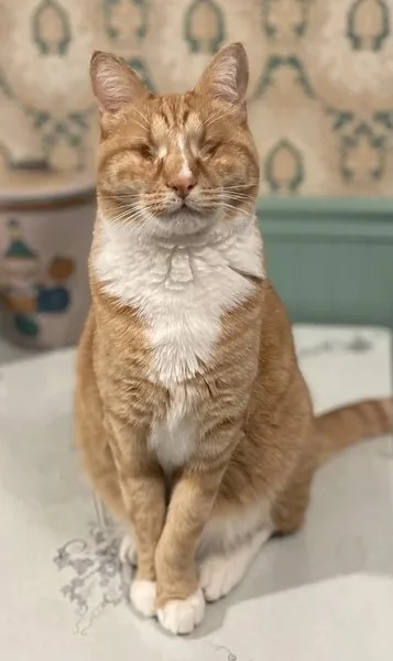 кот гэри глаза