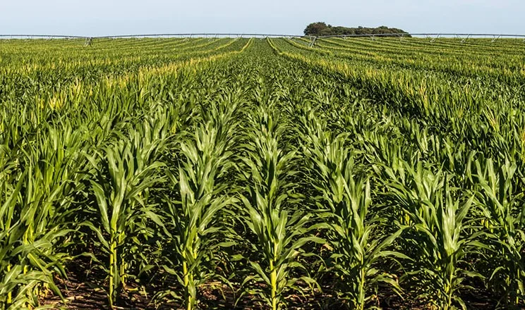 Strip-till випробовують на кукурудзі