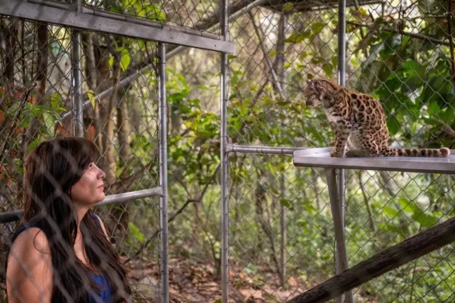 Leopardus