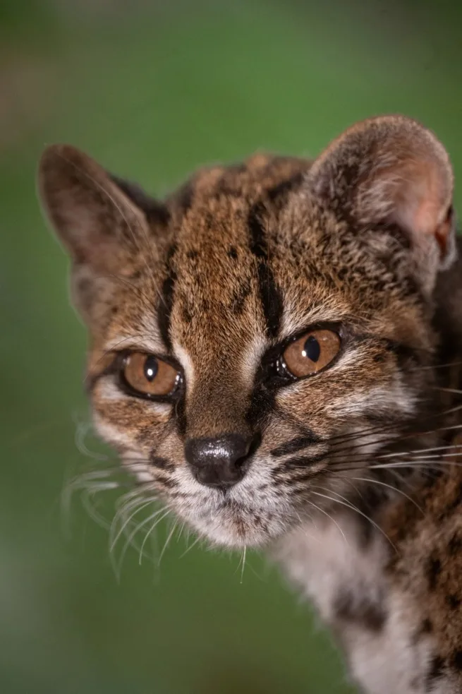 Leopardus