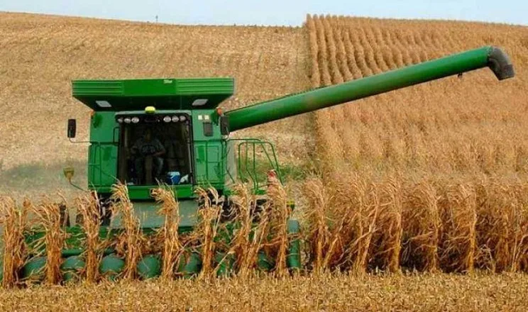 Правильна густота стояння рослин кукурудзи сприяє підвищенню її врожайності на 20-30%