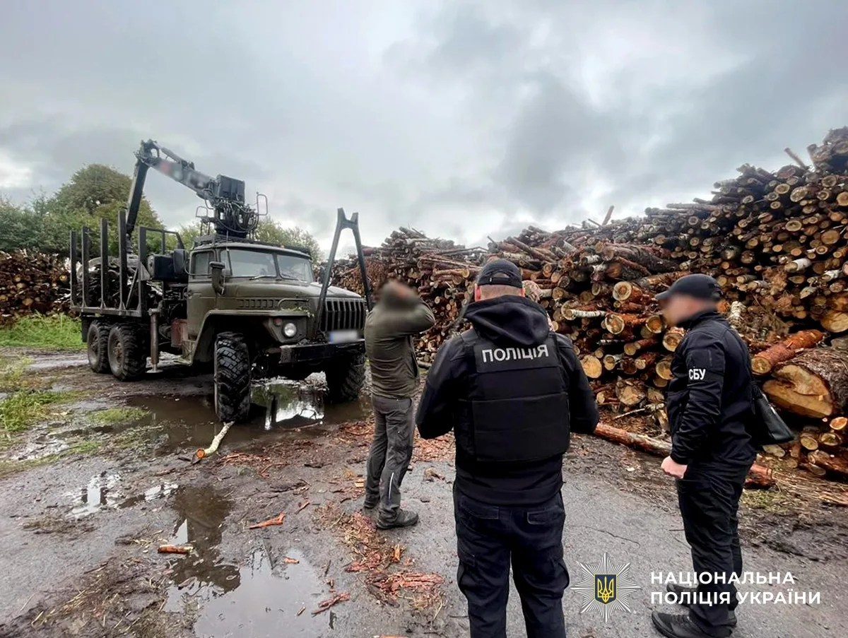 Спиляні дерева у лісовому масиві