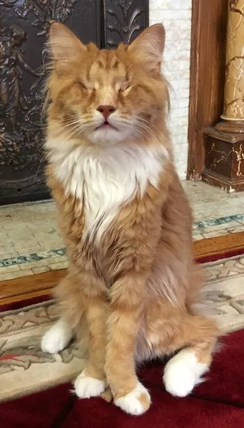 кот шэгги глаза