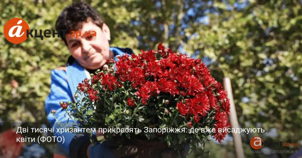 Дві тисячі хризантем прикрасять Запоріжжя: де вже висаджують квіти (ФОТО)