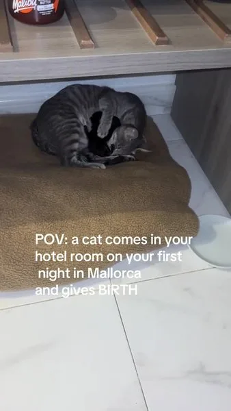 Кошка с котятами
