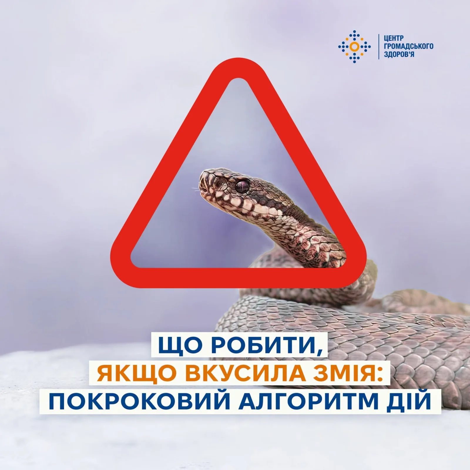 Отруйна змія у траві