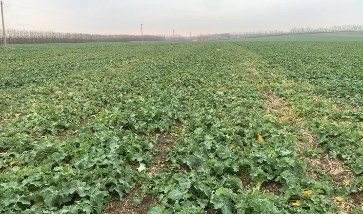 Як запобігли браку молібдену в ріпаку