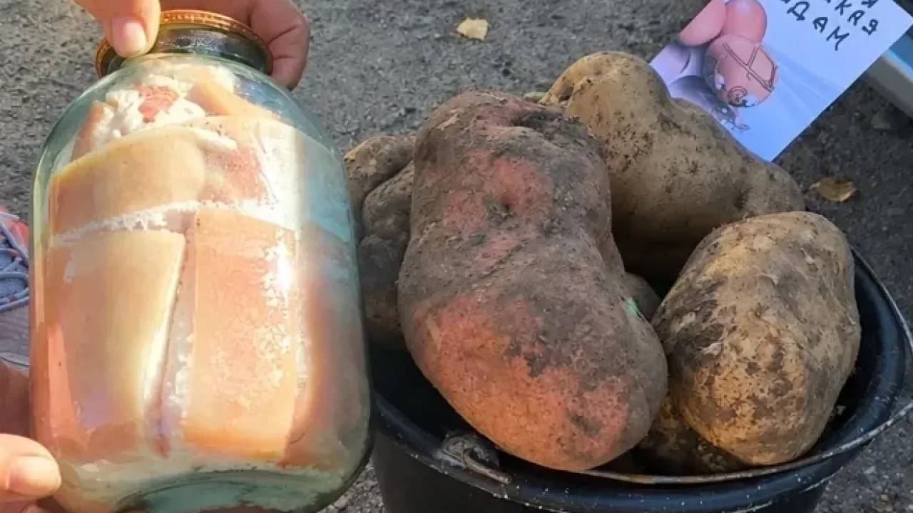 Картопля розміром із трилітрову банку: на Волині зібрали незвичайний урожай