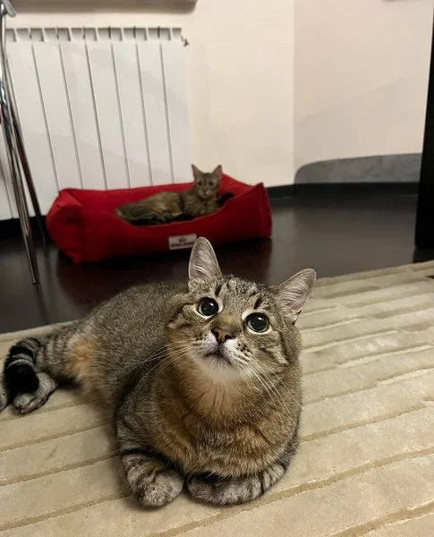 Кот Степан