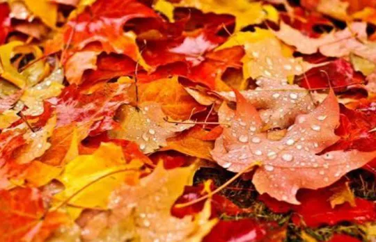В Україні 10-11 жовтня прогнозують до +24°, подекуди дощі