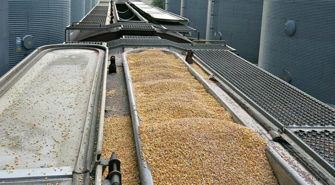 Україна збільшила експорт кукурудзи на 76%