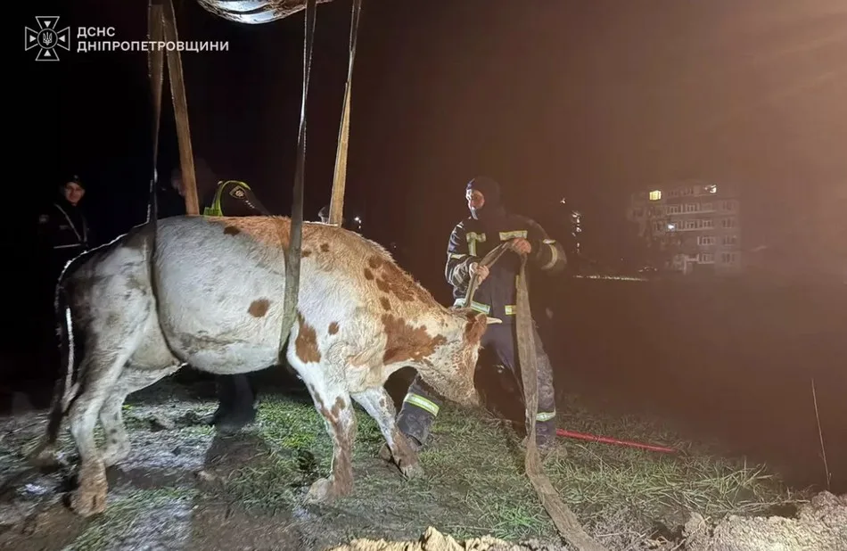 На Дніпропетровщині рятувальники визволили корову, яка впала в траншею