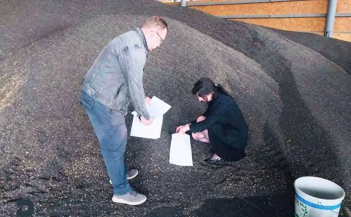 Що в соняшнику? На Буковині перевіряють зерно на пестициди