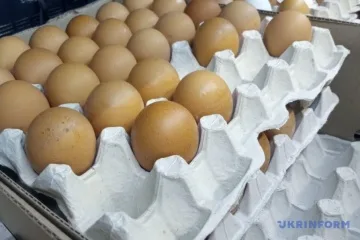 В експортованих до Британії яйцях виявили сальмонелу: в Україні проводять розслідування