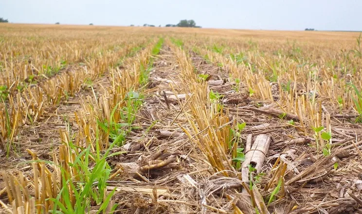 No-till випробовують на одному полі через ризик ущільнення ґрунту
