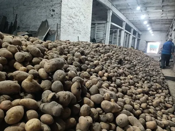 Сховище, де зберігають картоплю