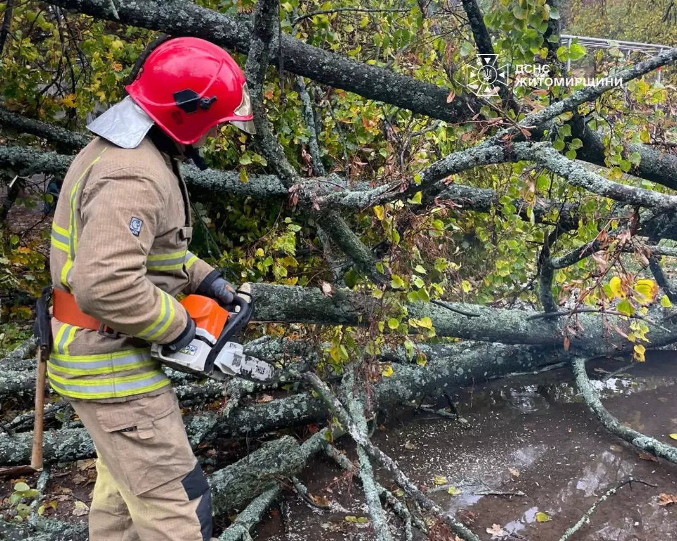 Звільнення легкового автомобіля з-під поваленого дерева рятувальниками