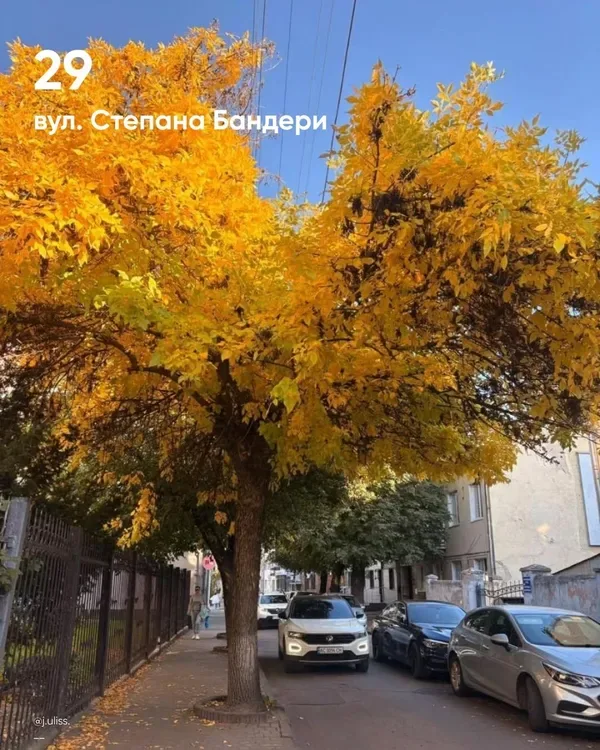 У Луцьку обирають найкрасивіше дерево міста (фото)