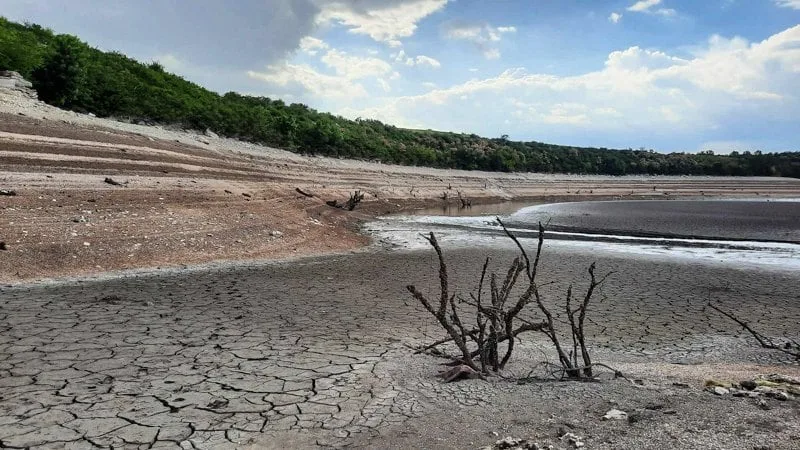 Дерева, обліплені мушлями, на дні Каховського водосховища післся підриву Каховської гребрі