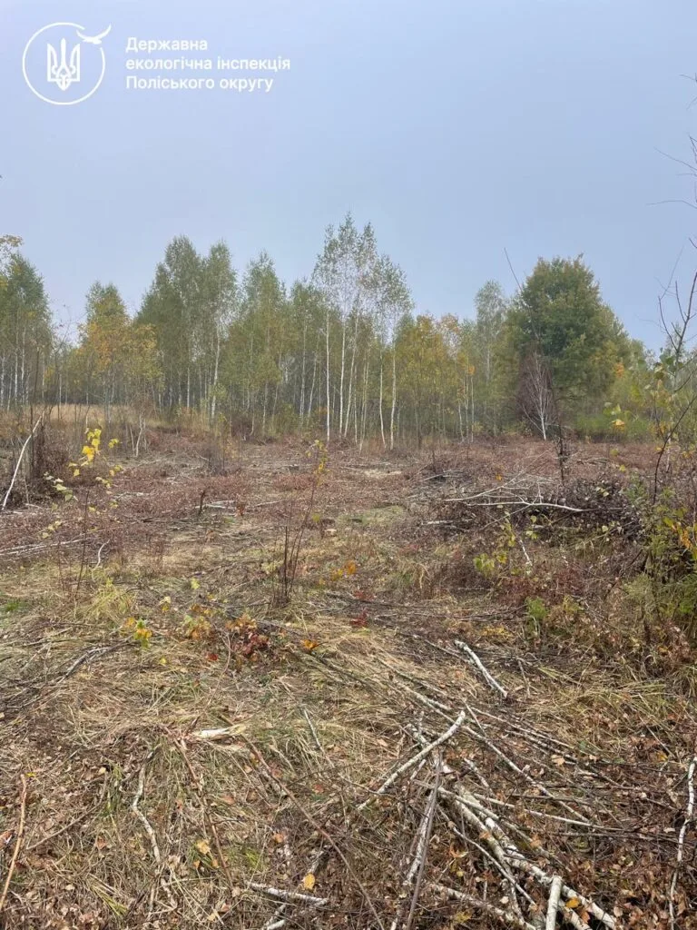 зрубані дерева біля солов'їв