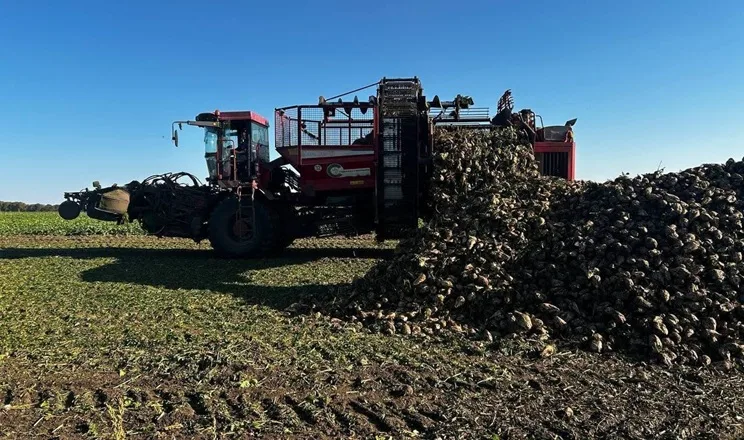 Збирання цукрових буряків почали у «Фармгейт Україна»: урожайність близько 600 ц/га