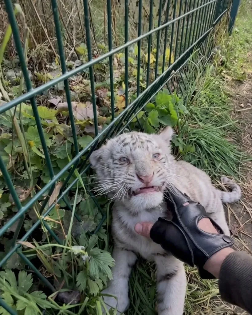 UAnimals: в екопарку Фельдмана експлуатують тигренят