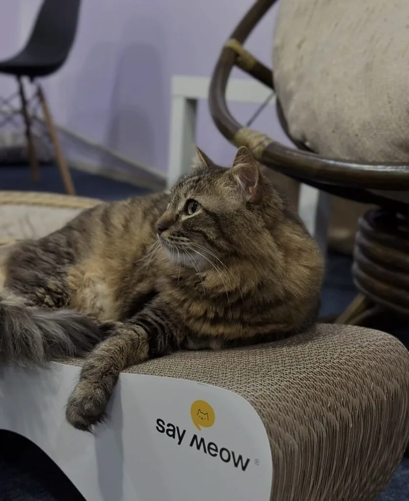 Котокафе Meow Cafe Запоріжжя