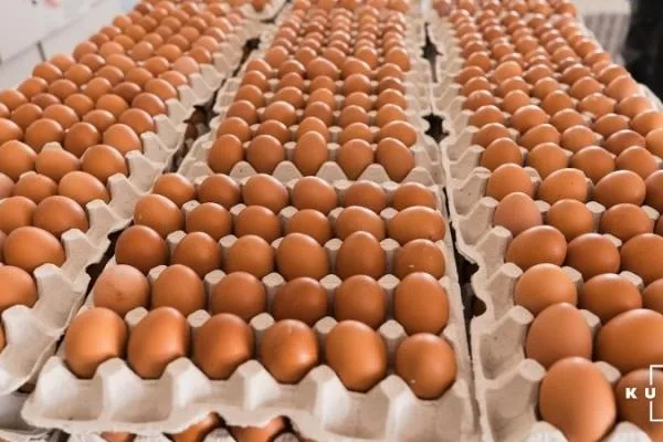 Україна збільшила експорт яєць на 19% за дев’ять місяців