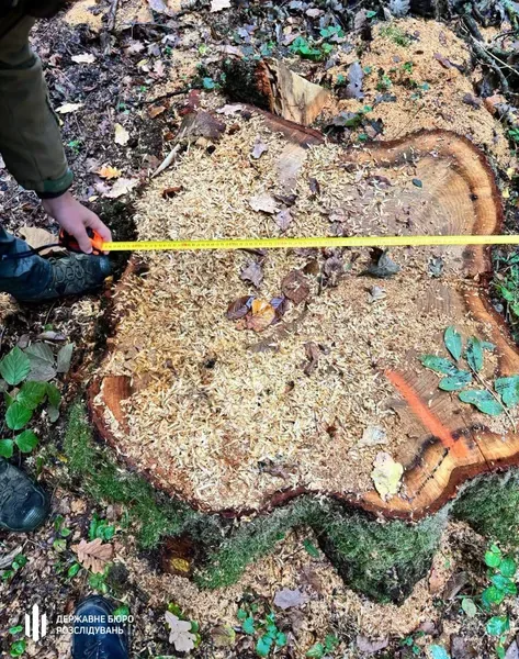 На Волині ДБР повідомило про підозру лісничому за незаконні рубки зі збитками понад 6,5 млн грн (фото)