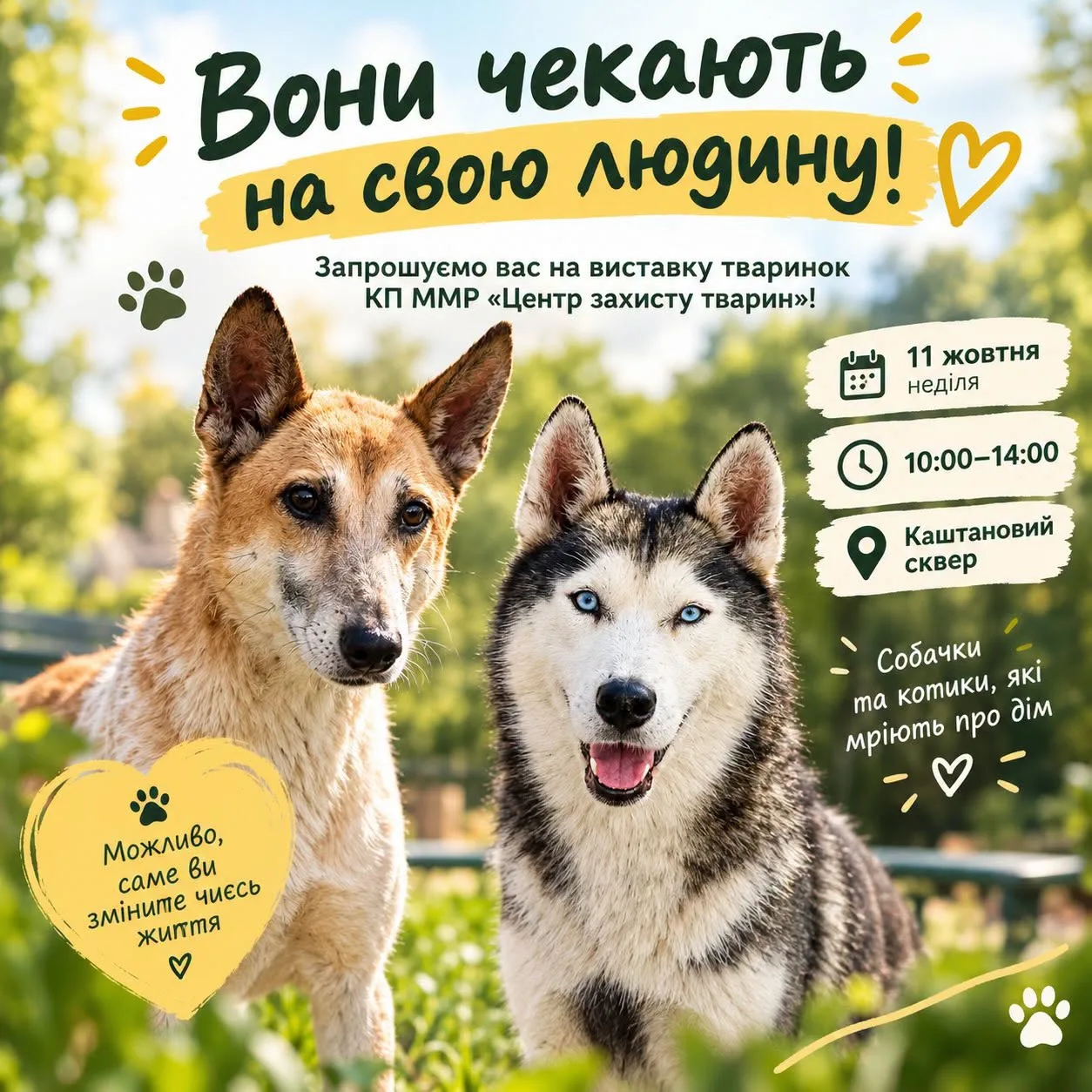 «Центр захисту тварин» поновлює виставки-прилаштування собак і котів у Миколаєві – приходьте найближчої неділі