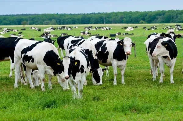 Аграріям компенсують до 50% витрат на будівництво та реконструкцію ферм