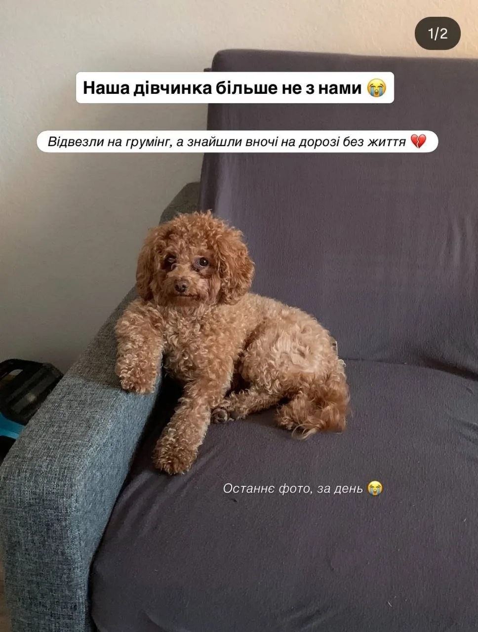 У Франківську після візиту до грумінг-салону зникла собака: власниця повідомила, що її знайшли мертвою 1 b378ffa3 01f4 4d80 9b40 d96a5d5d4854