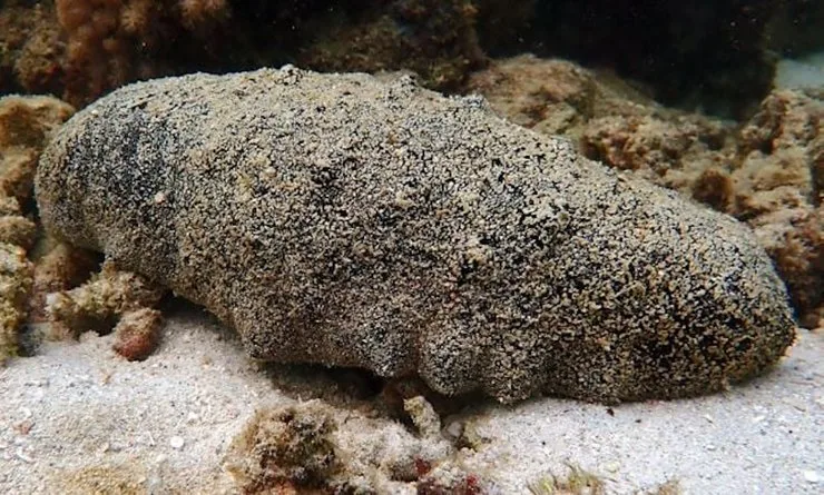 Один из морских огурцов, сфотографированных у острова Лизард на Большом Барьерном рифе