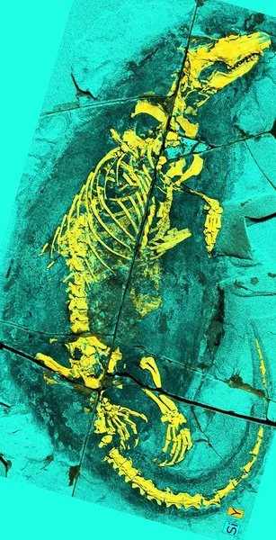 Химера из юрского периода: обнаружено странное животное похожее на утконоса