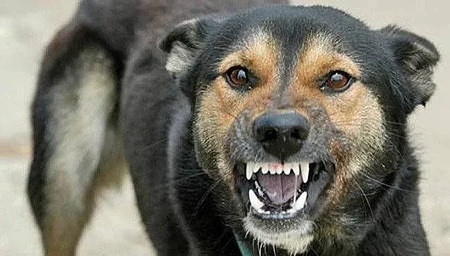 Зграя кинулася до школярів: на Миколаївщині собак пропонують ловити самим жителям