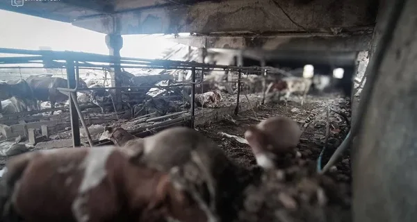 Россияне атаковали ферму на Сумщине - погибли люди и животные, есть раненые