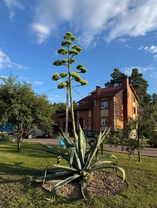 Вперше за 50 років: на Волині зацвіла велетенська блакитна агава (фото)