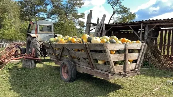 Віз із гарбузами