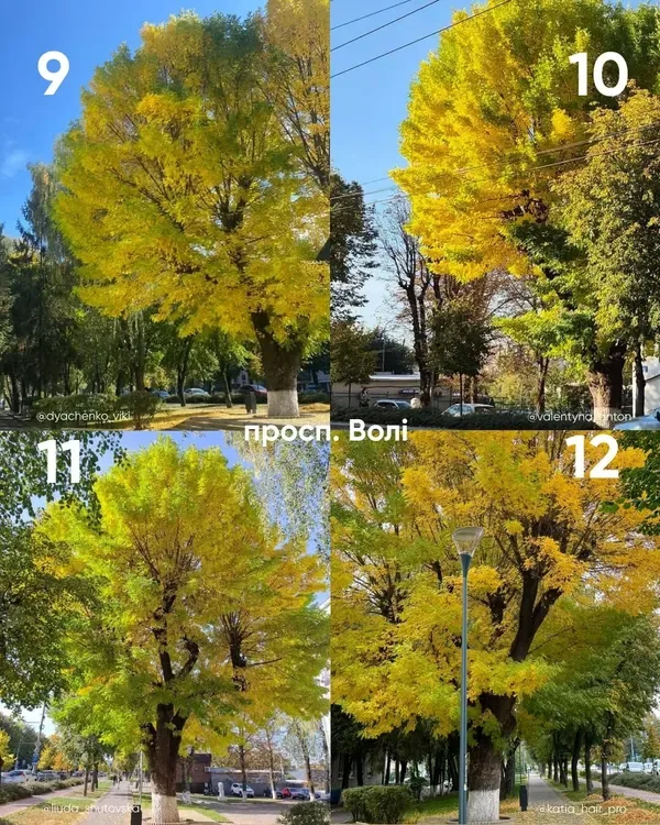 У Луцьку обирають найкрасивіше дерево міста (фото)