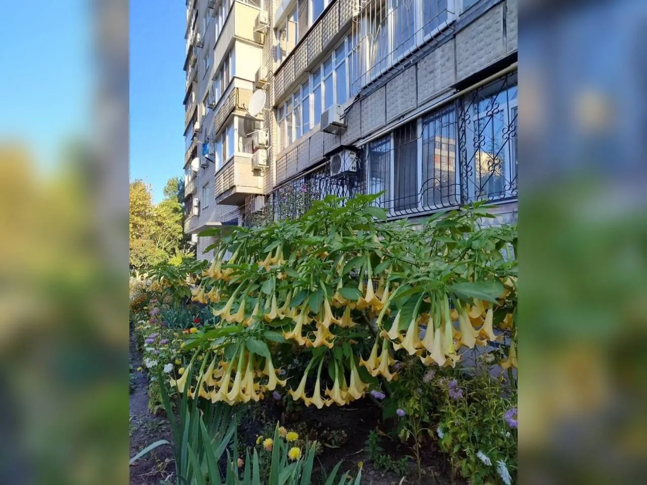 У Дніпрі на ж/м Сонячний розцвіла екзотична бругмансія