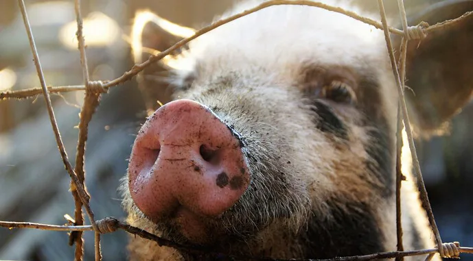 USDA: Частка населення України у виробництві свинини значно скоротилась