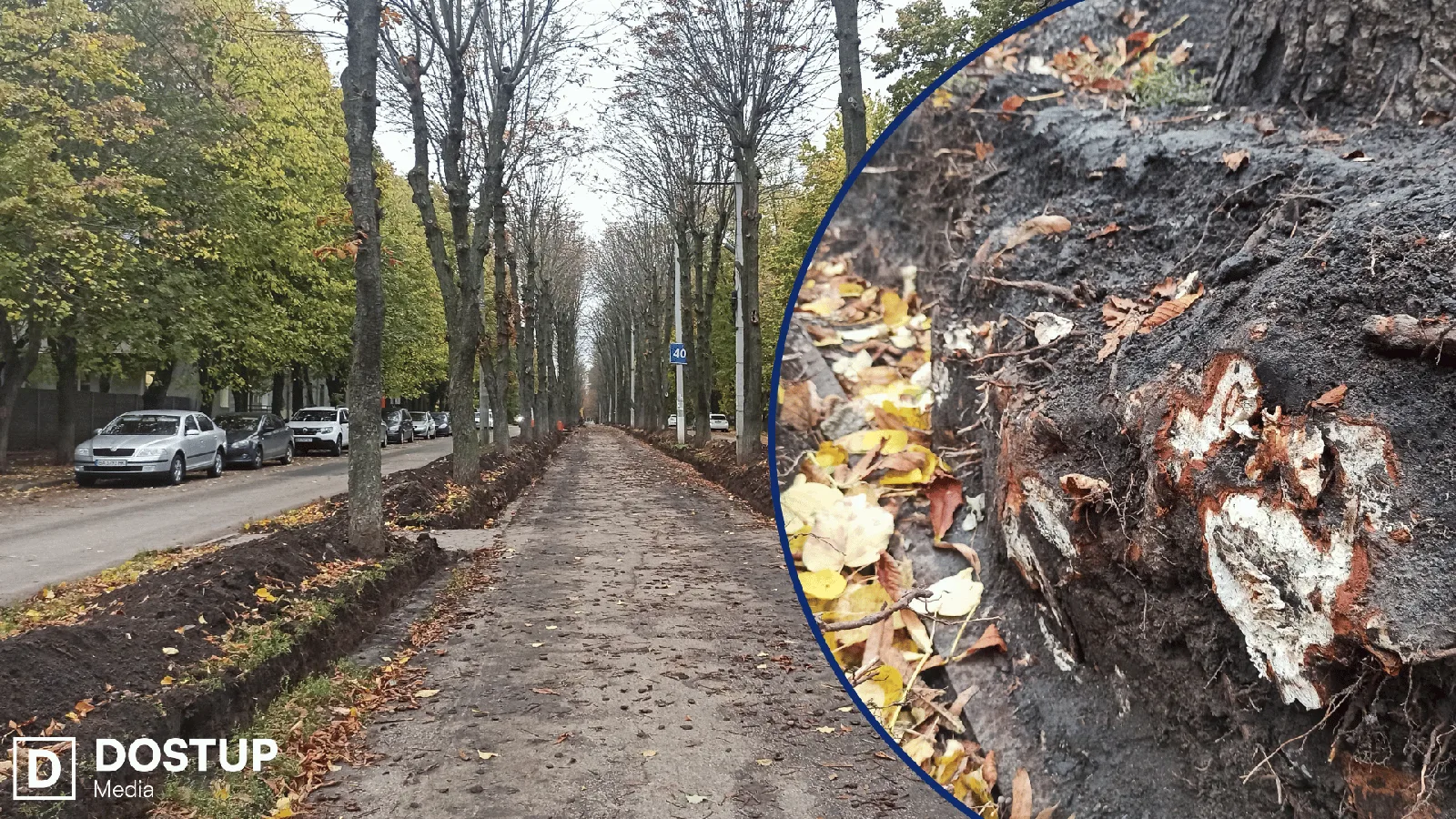 Алею Слави у Кропивницькому вже будують, а мешканці бульвару зібрали підписи проти: просять зберегти каштани й перенести меморіал