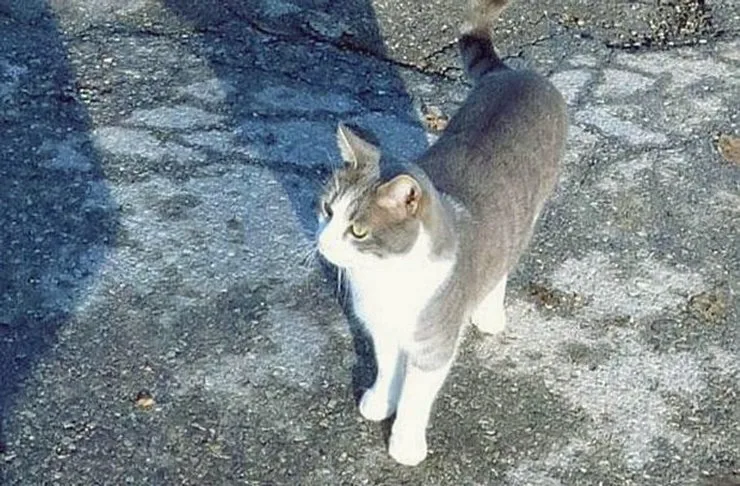 Что известно о коте Тольдо в Италии