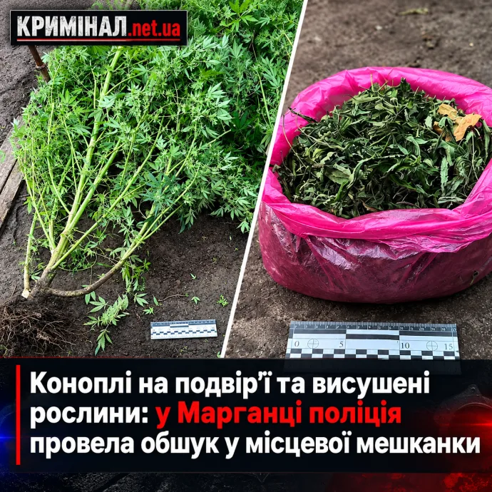 Коноплі на подвір’ї та висушені рослини: у Марганці поліція провела обшук у місцевої мешканки