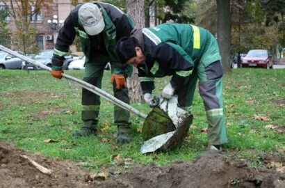 Висаджування молодих кленів і верб на Флотському бульварі в Миколаєві