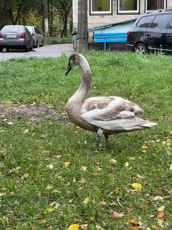 У Луцьку знайшли наляканого вибухами лебедя (відео)