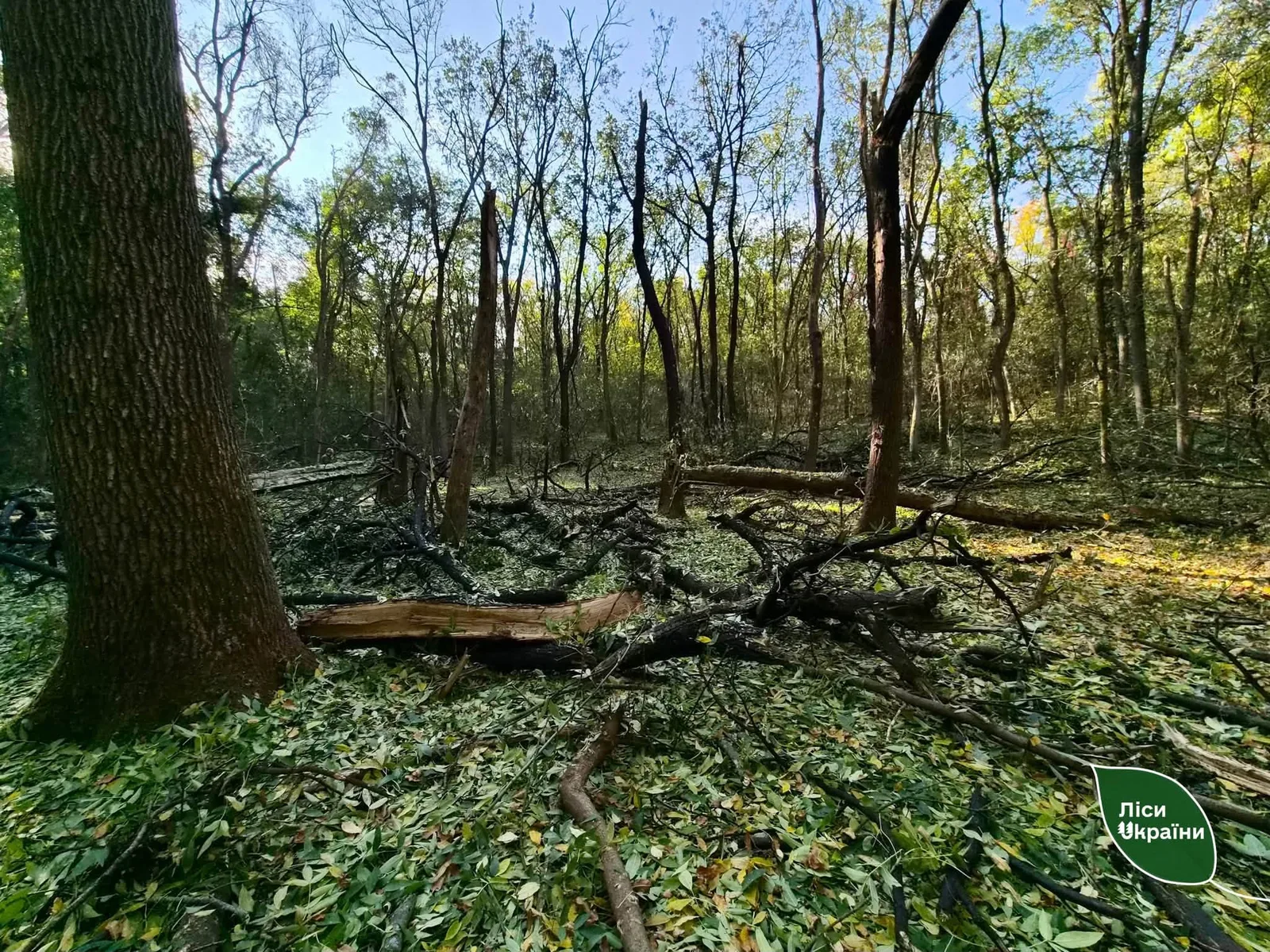 На Кіровоградщині через ворожу атаку пошкоджено Олександрійське лісництво