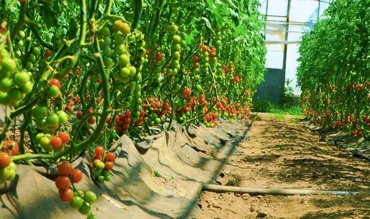 Цифрові датчики допомагають теплицям працювати без агронома